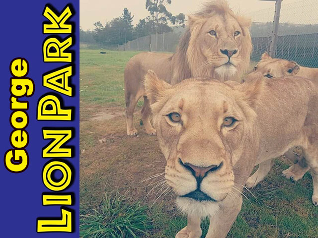 Visit the George Lion Park